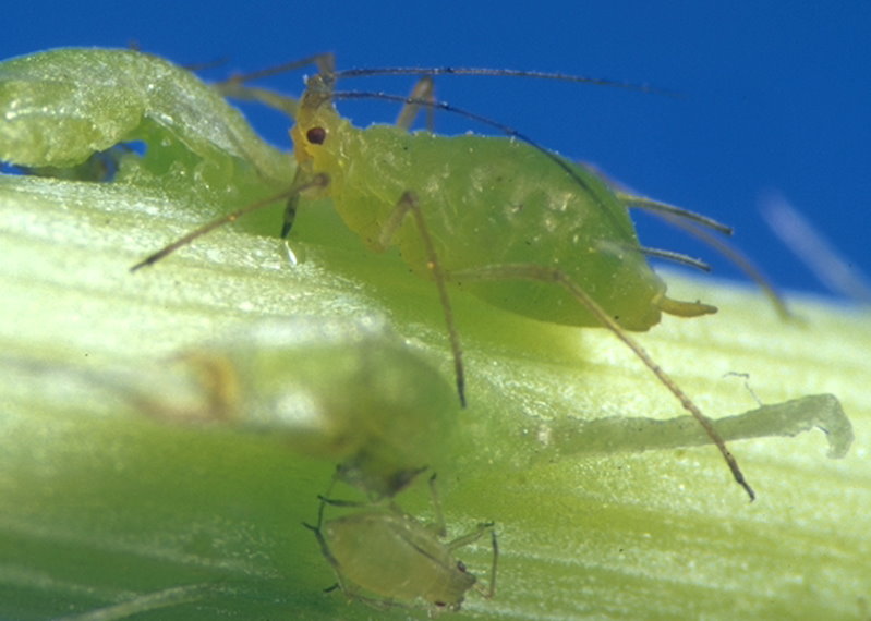 Blattlaus Macrosiphum euphorbiae (© Schrameyer)